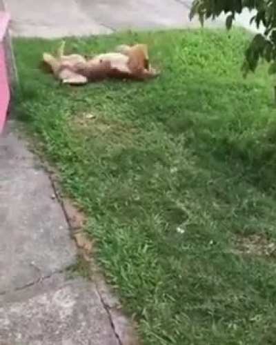 Touch da Dog