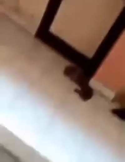 ANGOLANO MORREU