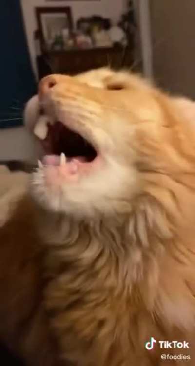 Cat doesn’t like ice cream