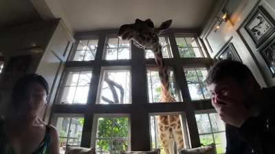 In Nairobi Kenya theres a hotel where giraffes can join you for breakfast