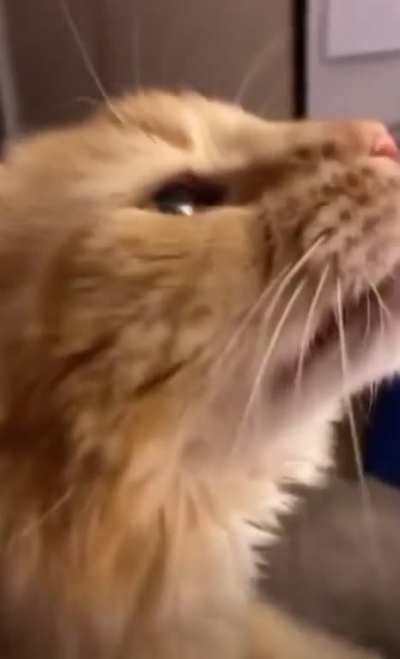 I don’t think the cat likes it