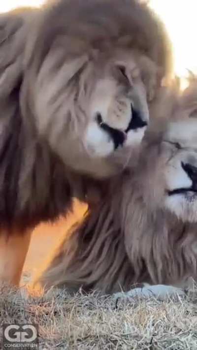Absolutely Magnificent Lions