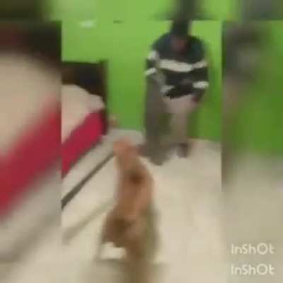 EL PERRO DEL ADMIN