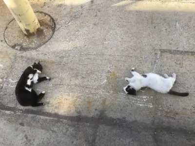 Feral cats enjoying my homegrown catnip.