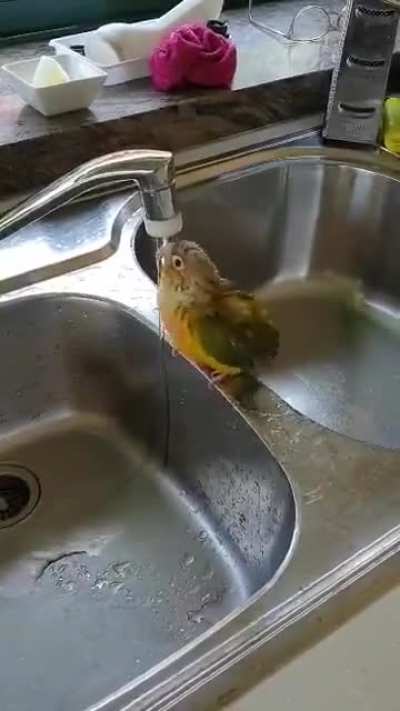 Perro taking a bath