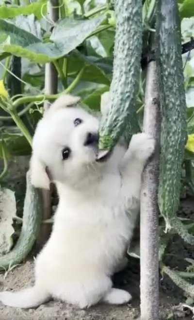 Vegetarian Pup😂