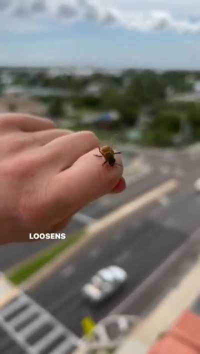 Sometimes honeybees will change their mind once they sting you
