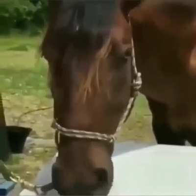 Pedro