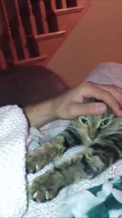 Apparently cats are also not allowed to move when humans fall asleep on them.