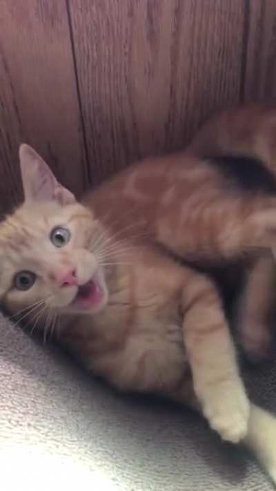 My little guy’s split second decision to jump into the camera