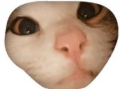 Cute cat gif