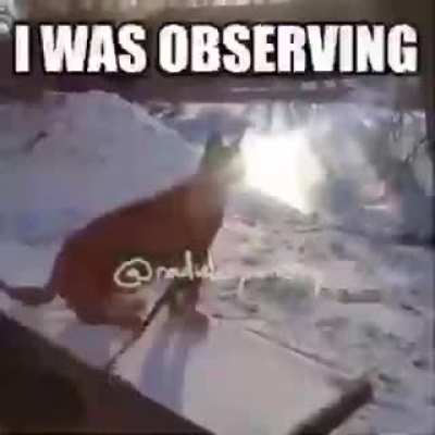 Do you like how I walk