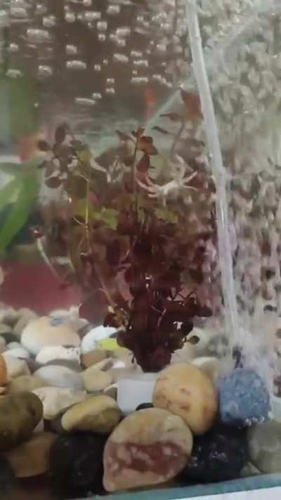 Little crab enjoying bubbles