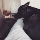 Our cat waits till the dog is finally comfortable then......