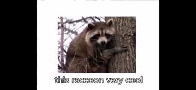 Very CoOl rAccOOnz