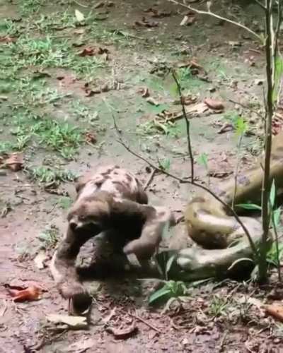 Sloth crawls past an anaconda