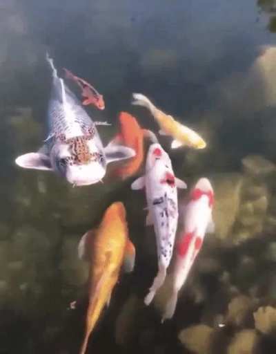 Frog hitching a ride on a matsuba koi fish for mating