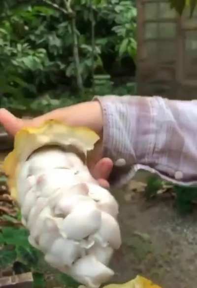Inside a cacao