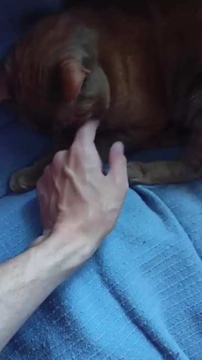 He bites