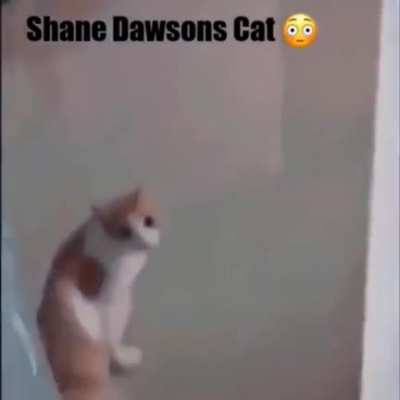 Shane Dawson nooooooo😫