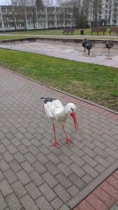Does this counts