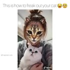 Watch Cats Meow Inside