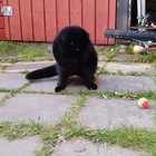 BrAvE cAt SaVeS fAmILy FrOm BoMb