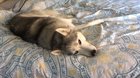 Doggo does a scream