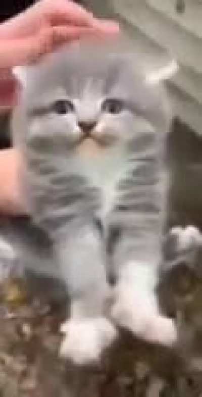 A normal cat video.