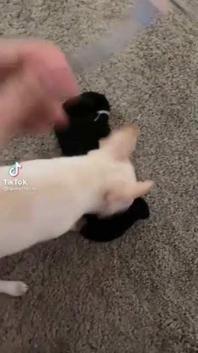 Lil doggy