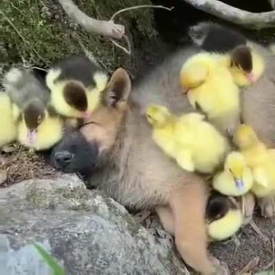 I am a duck