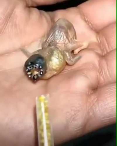 Hungry little fella