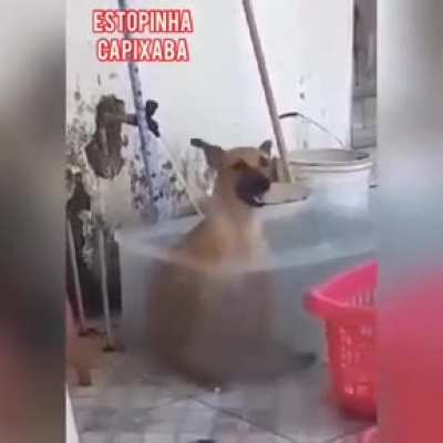 Doguinho tomando banho