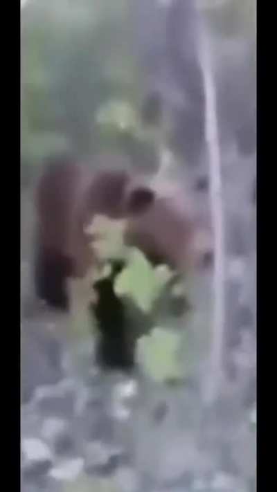 🐻