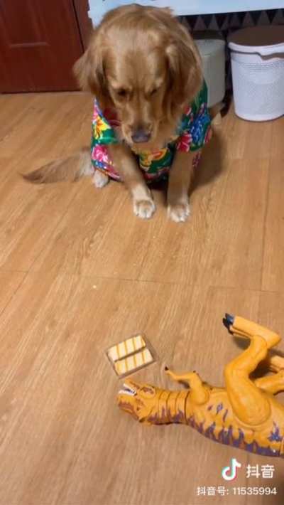 Dog Training
