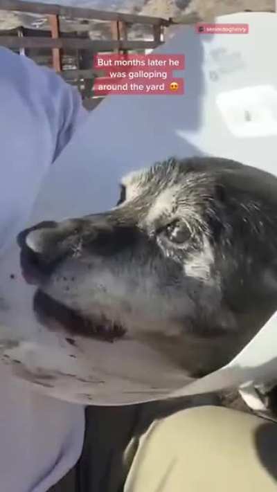 Good guy adopts an old timer so he doesn’t have to die alone