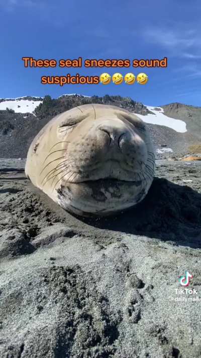 Seal Thugbait