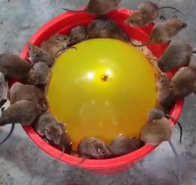 Ловушка