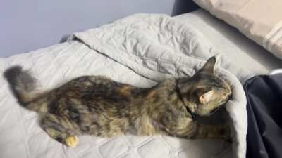She kneads and bites like this sometimes 20-30 mins