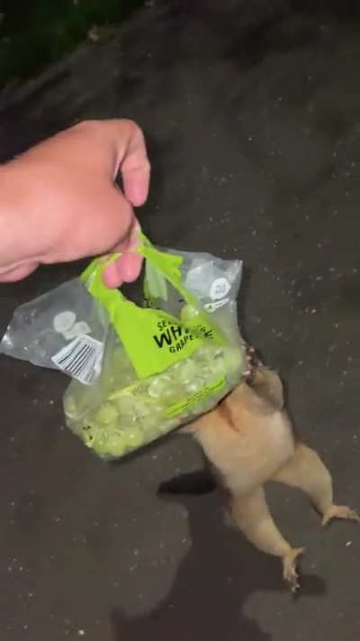 My first encounter with a Possum, I had to abandon my bag of grapes :(