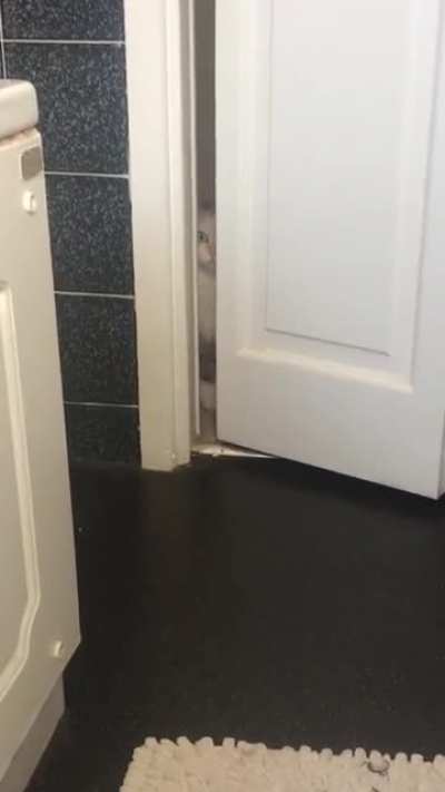 My cat won’t allow me to go to the toilet on my own