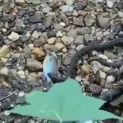 Nature is metal.
