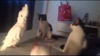 How Do You Do, Fellow Kitties?
