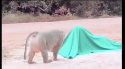 Monke does not like what's underneath tge blanket.