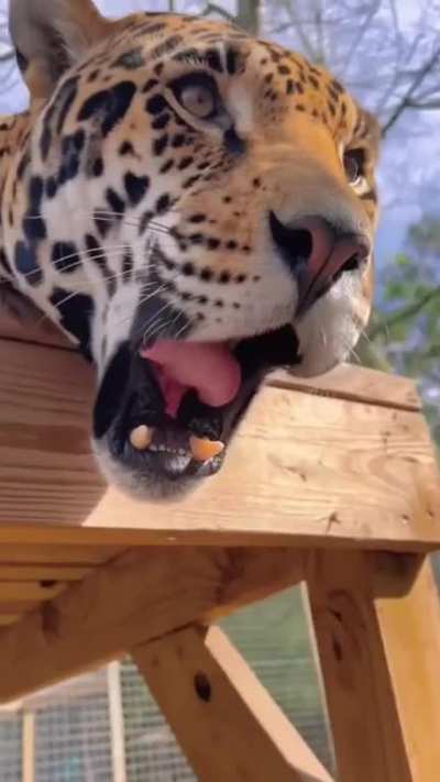 A Jaguar Boop