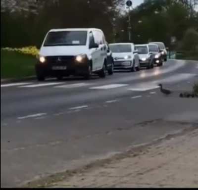 Driver waits patiently and flashes headlights for ducks to safely cross the road