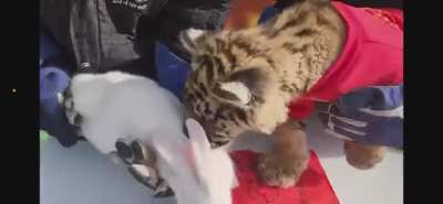 Tiger-rabbit 