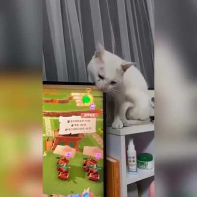 Так коты становятся бездомными