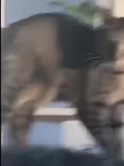 Cat is broken