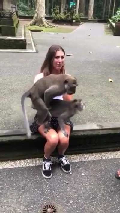 Holiday in Monkeydonia
